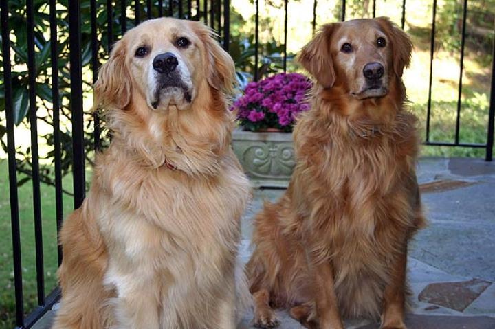 Proud Pups: Submitted by Karen W.