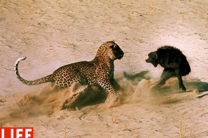 In 1966 Botswana, LIFE photographer John Dominis captured this photo of an encounter betwen a big cat and an ape. As you can imagine, things did not turn out so great for the baboon. John Dominis/Time & Life Pictures/Getty ImagesSee more photos from this collection at LIFE.com.