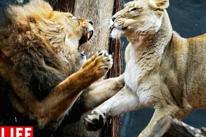 African lion Jambo fights with female Kuchani at the 2006 opening of a savannah-themed makeover of the lion enclosure at Taronga Zoo in Australia.LIan Waldie/Getty ImagesSee more photos from this collection at LIFE.com.
