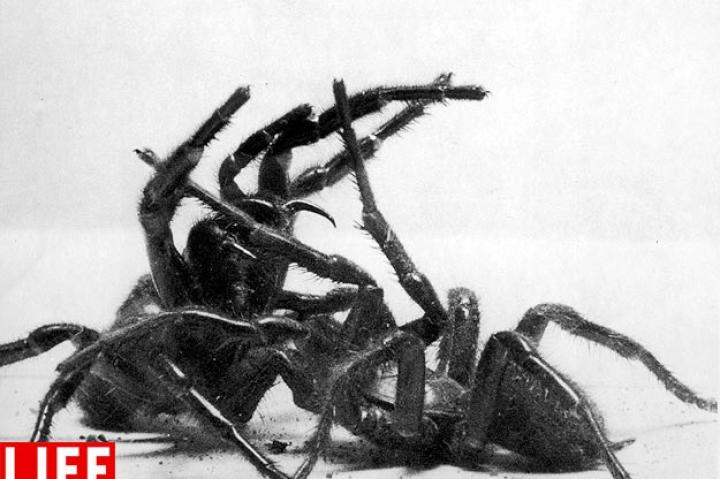 Arachnid Attack, 1950 Hulton Archive/Getty ImagesSee more photos from this collection at LIFE.com.