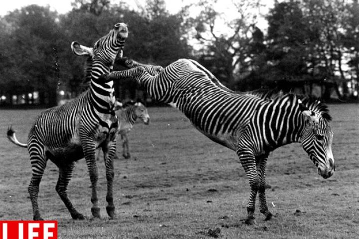 Zebra Becomes a Pain in the Neck, 1961William Vanderson/Getty ImagesSee more photos from this collection at LIFE.com.