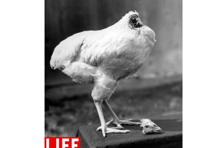 Mike the Headless Chicken. This is not a hoax: Following a non-lethal decapitation, Mike the headless chicken, later nicknamed "Miracle Mike," lived for approximately 18 months. Seen here in 1945, a little over one month after the beheading, Mike's body poses with his head. Bob Landry/Time & Life Pictures/Getty ImagesSee more photos from this collection at LIFE.com.