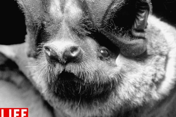 The California Mastiff BatIt has a tiny body but a wingspan of over 22 inches. Also, bats in close-up totally freak us out.ANDREAS FEININGERSee more photos from this collection at LIFE.com.