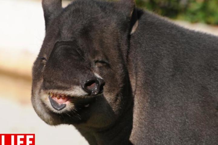 The Bairds Tapir. Two words: prehensile nose! Nancy Nehring. See more photos from this collection at LIFE.com.