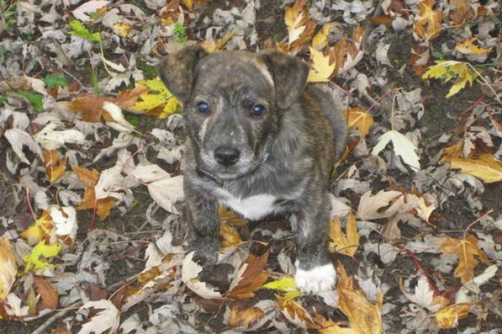 Here are some of the cutest photos on Animal Planet - and they were submitted by you!
20: Hi! Want to Play in the Leaves With Me?