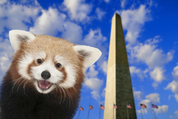 Rusty arrived at the Zoo in April, so he really just wanted to get out and be a tourist in his own, new city. Check out the Washington Monument!