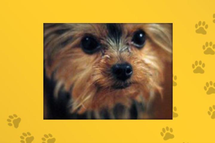 Name: Zoey