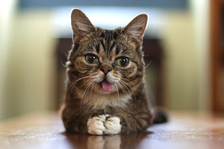 bub-02-625x450