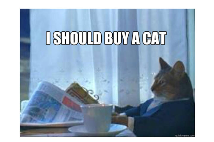 buy-a-boat-cat-04-625x450