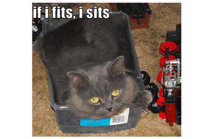 fits-sits-cat-01-625x450