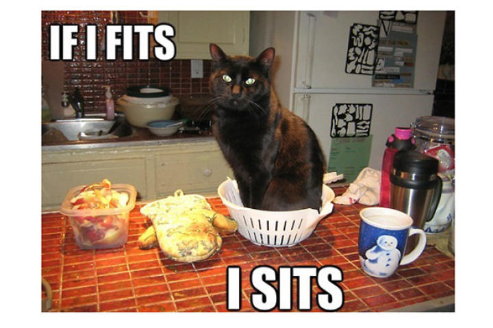 fits-sits-cat-02-625x450