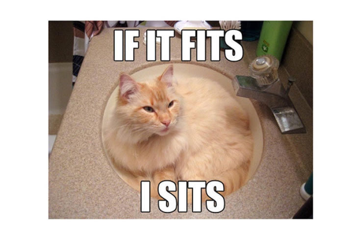 fits-sits-cat-03-625x450