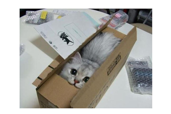 fits-sits-cat-04-625x450