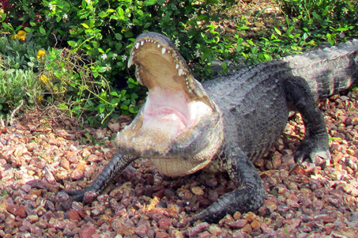 gator-boys-ep202_009