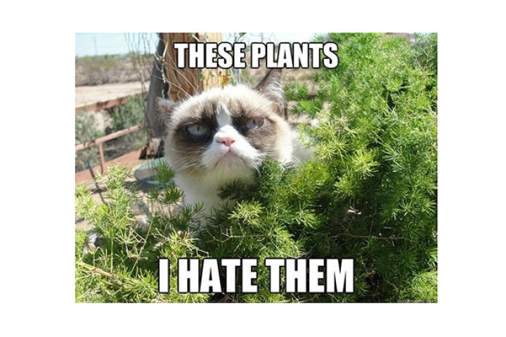 grumpy_cat_goes_outdoors_540