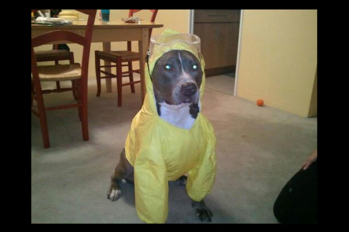 halloween-barking-bad-625x450