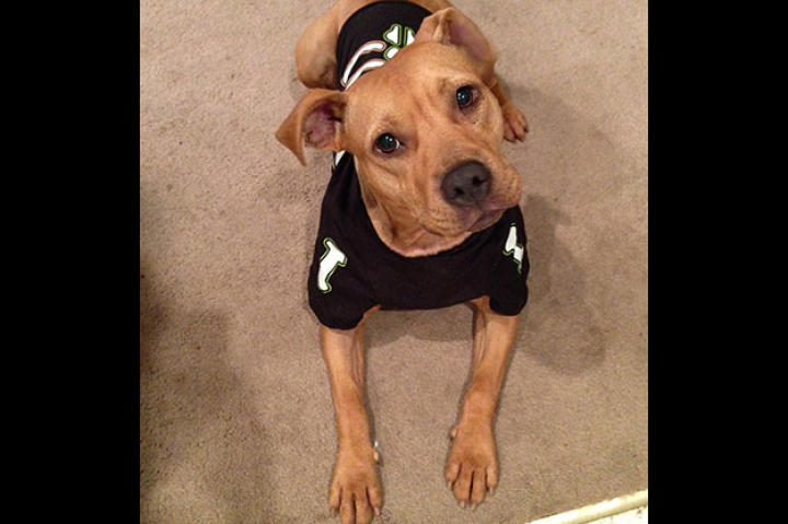 halloween-bella-costume