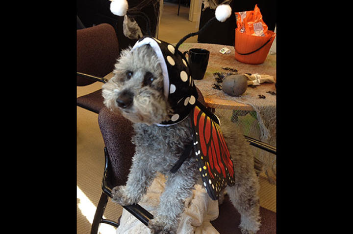 halloween-webster-social-butterfly