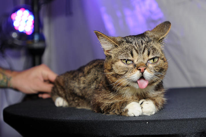 lil-bub-catvidfest-01-625x450