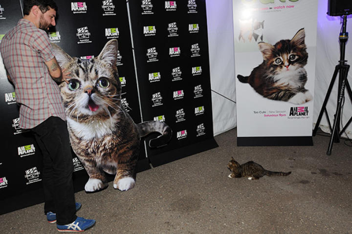 lil-bub-catvidfest-02-625x450
