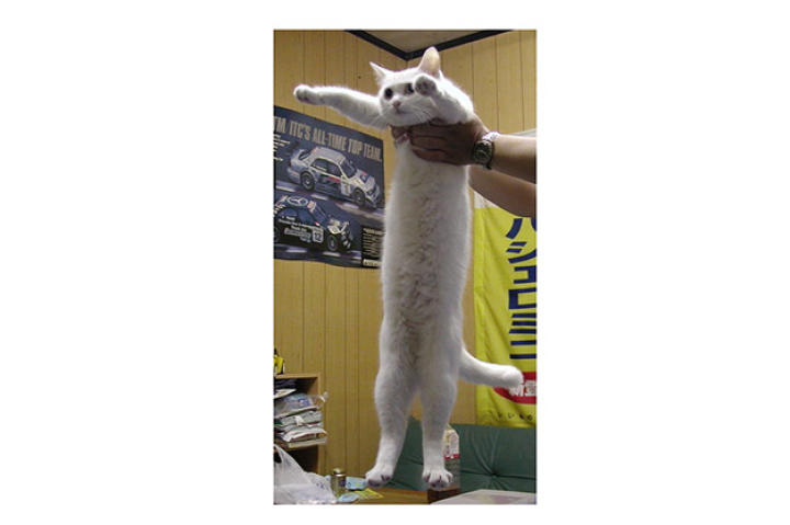 longcat-in-office