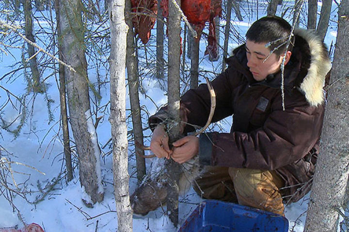 Joey Zuray setting a wolf snare.