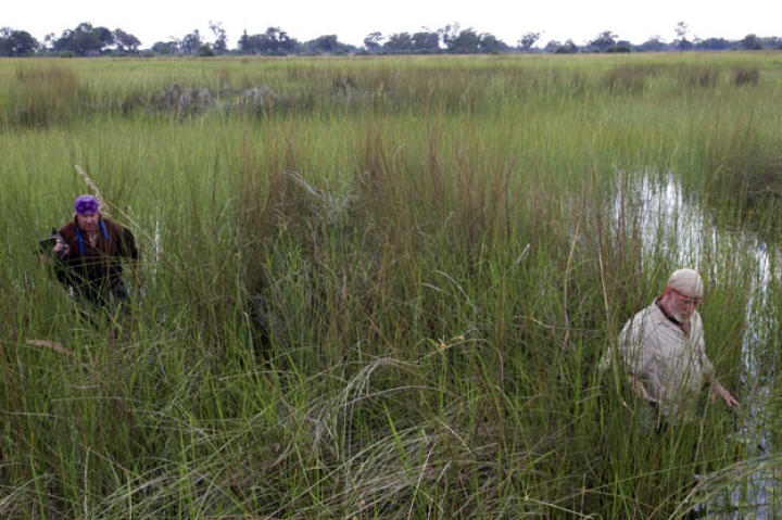 Cody and Dave take on the role of two fishermen stranded in Botswana's Okavango Delta after a hippo attack destroys their boat. The first priority is to get out of the dangerous marsh to the largest, highest piece of dry land. As usual, wading in wild water -- here dominated by sharp-edged hippo grass -- is not desert-loving Cody's prime terrain.