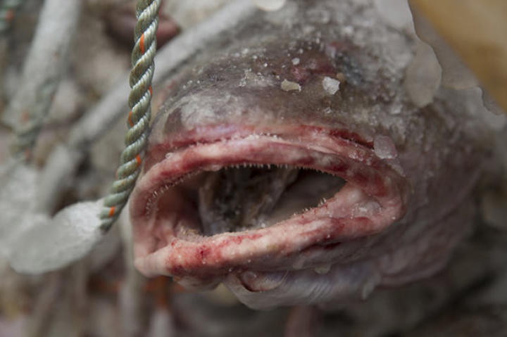 A bait fish.