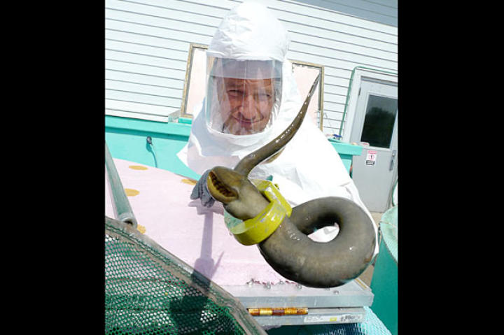 Besides using the oral disc to create a nest, the sea lamprey uses it to attach itself to a larger fish. With its tongue, the lamprey bores a hole through a fish's flesh and then sucks the fish's blood.