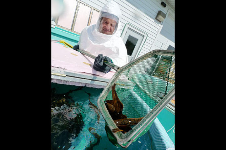 Mike Rowe transfers a trap full of hundreds of slippery, excited sea lampreys into containers for transport.