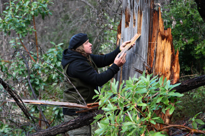 Cody peels useful bark off a tree.