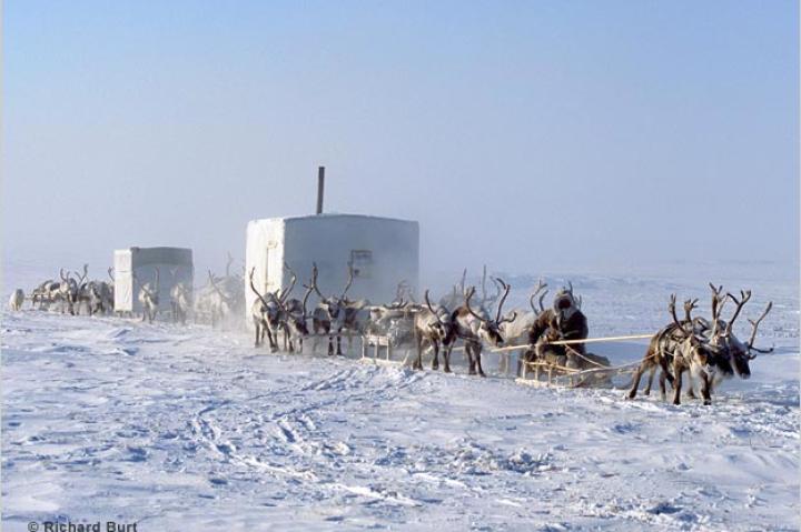 In Siberia, domesticated reindeer pull sled-bound huts across the ice.