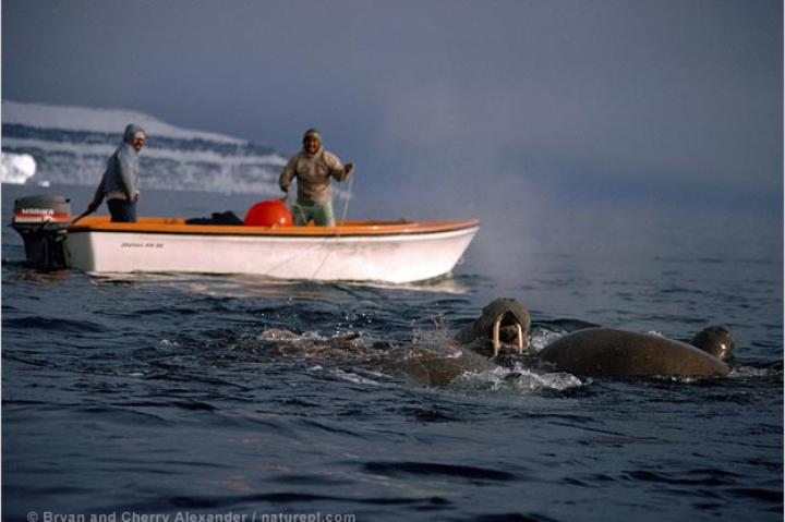 Inuits hunt walrus from a boat in Smith Sound, Northwest Greenland.