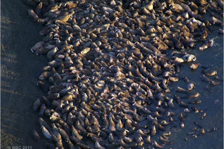 A walrus haul-out at Point Lay, Alaska.
