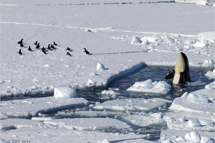 Orca spyhopping near Adélie penguins.