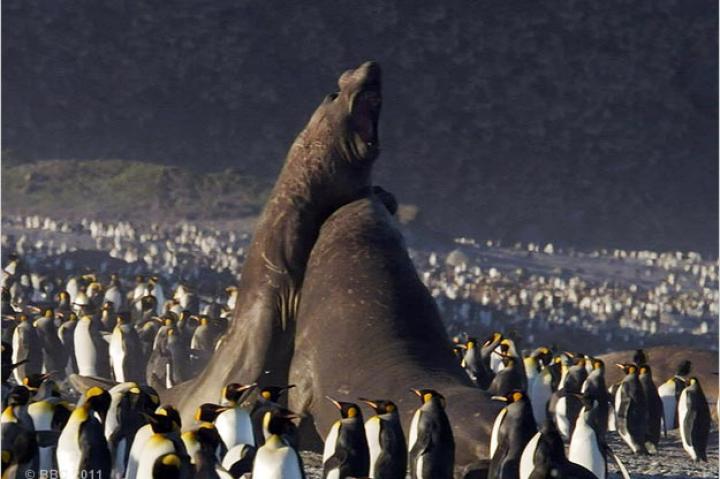 Elephant seals battle among king penguins.