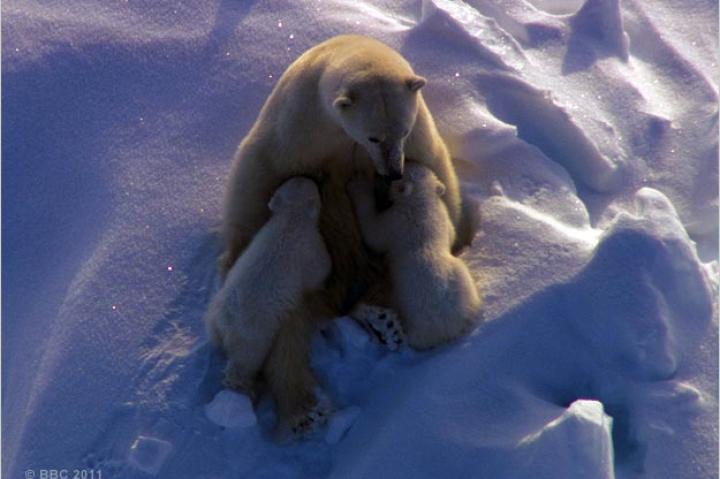 Polar bear mother nursing two cubs.