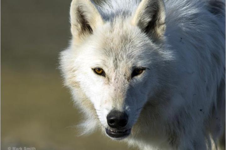 An Arctic wolf on Ellesmere Island, Canada.
