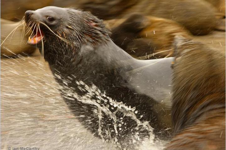 Antarctic fur seals clash on Bird Island, South Georgia.