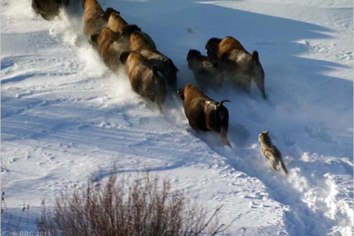 A northern gray wolf chases bison.