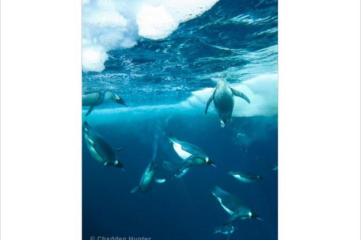 Emperor penguins swim at Cape Washington in Antarctica's Ross Sea.