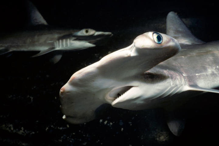 Juvenile scalloped hammerhead sharks patrol Hawaii's Kane'ohe Bay at night. Like most sharks, hammerheads are probably more active at night than during the day.