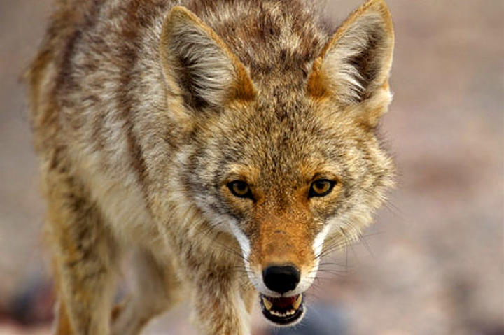 north-america-coyote-625x450