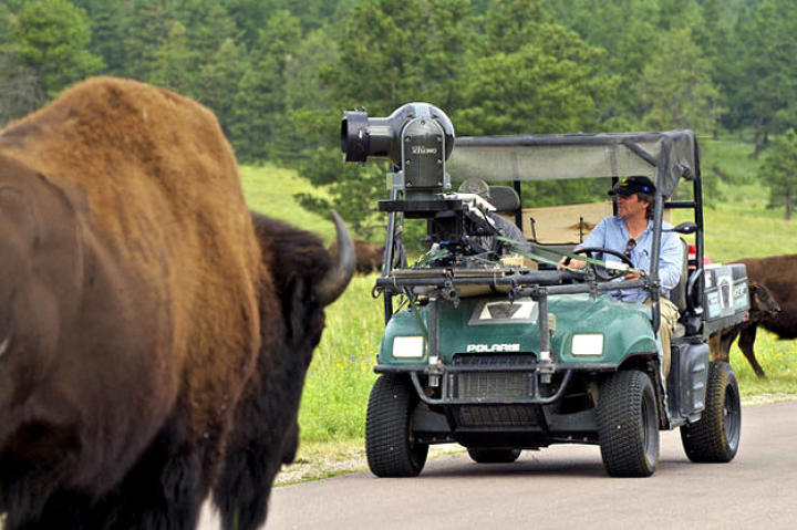 American Bison