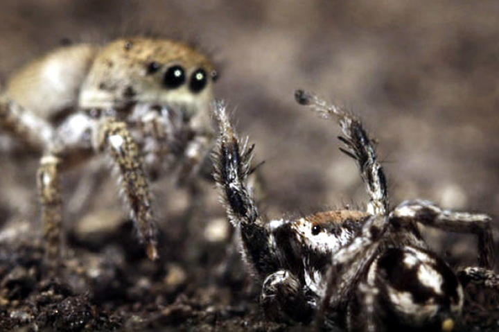 north-america-jumping-spiders-625x450
