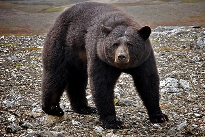 American Black Bear
