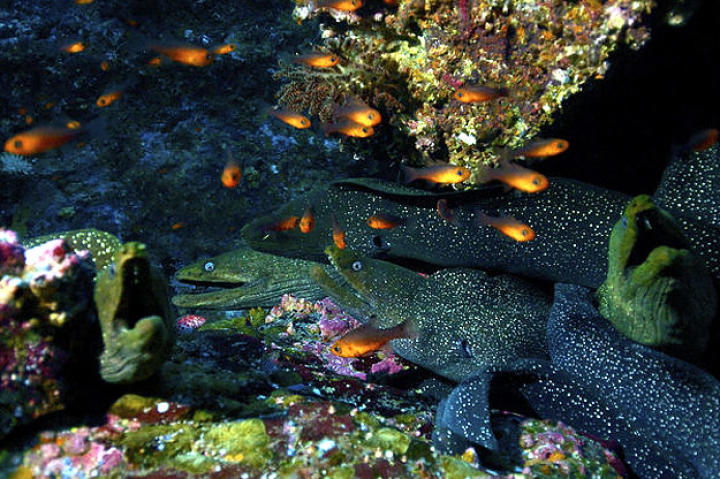 Moray Eels and Leather Bass Filmed Cooperating