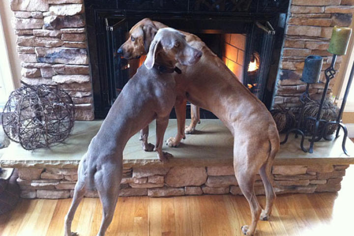 Lazy day. The boys are warming up by the fire. (Nov. 26, 2010)
From Paul Junior's Twitter feed.