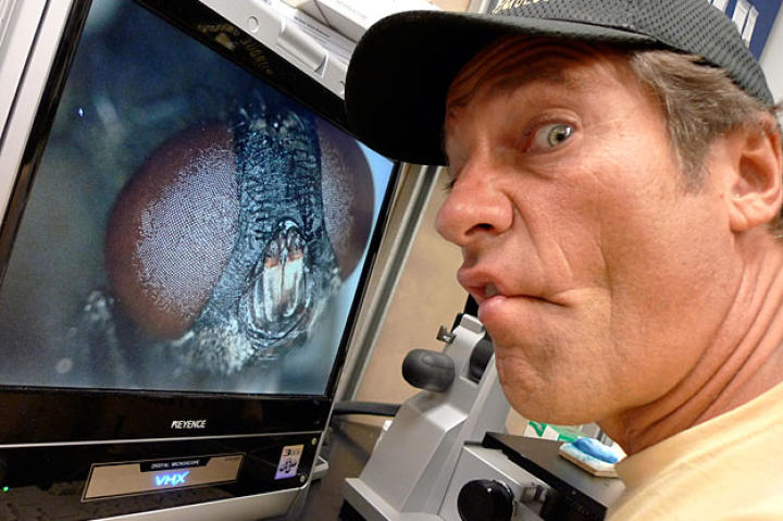 While observing flies look for mates, Mike Rowe learned to tell the difference between a boy at a girl fly: The eyes of female flies are spread apart, while the eyes of males touch.
