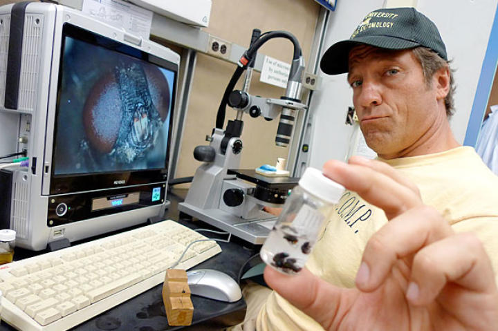 After collecting specimens from a rotting corpse, Mike Rowe returns to the lab to examine the resulting maggots, flies and beetles under a microscope in order to determine his pig's time of death.